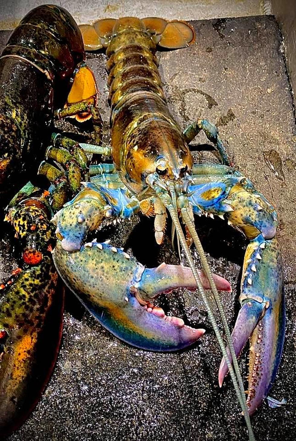 Rainbow Lobster Landed [PHOTOS]