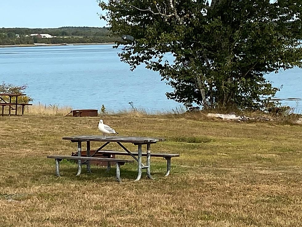 Thompson Island Picnic Area and Park Loop Road to Open April 15