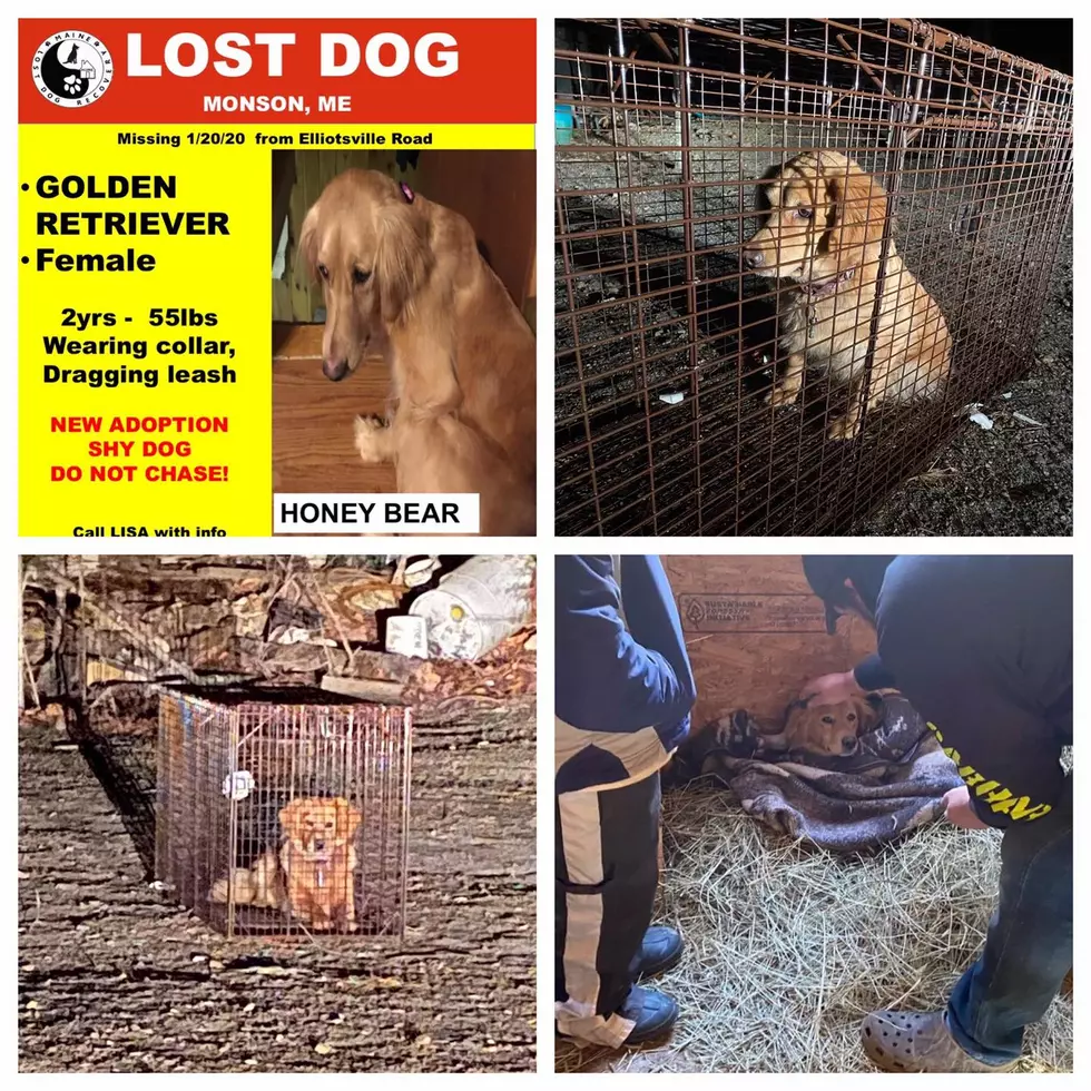 Lost Dog Captured 10 Months After Running Free