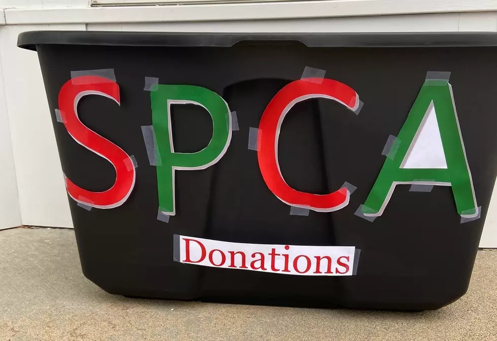 Donations Beings Accepted for SPCA of Hancock County