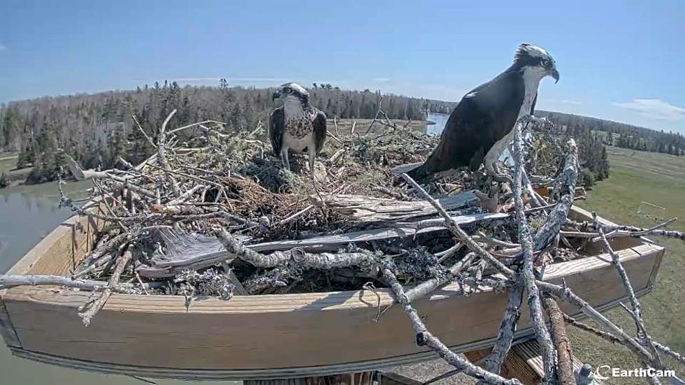 Baby Osprey in Lamoine