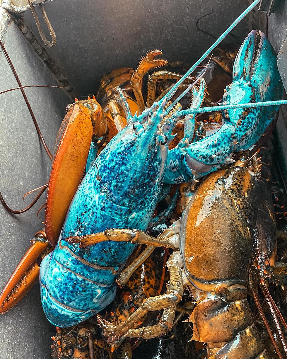 1 in 2 Million Rare Blue Lobster Caught