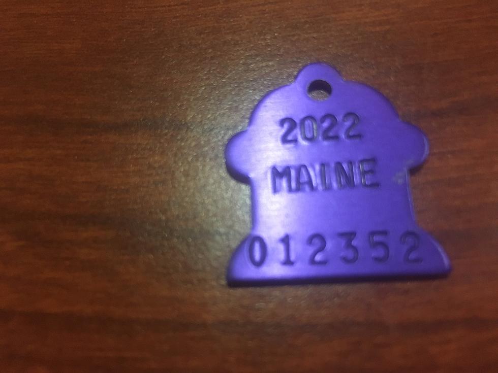 Have You Licensed Your Dog for 2022?