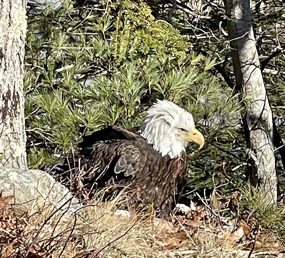 Bald Eagle Rescue at MDI High School [UPDATE]