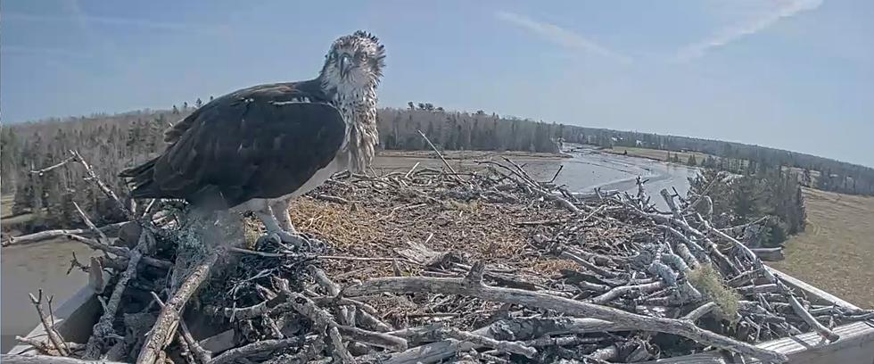 Osprey Return to Nest in Lamoine [LIVE CAM]