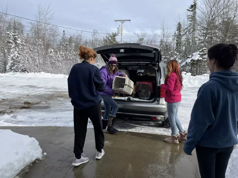 Welcome to Maine! 35 Cats, Kittens Arrive at SPCA of Hancock County from Maryland