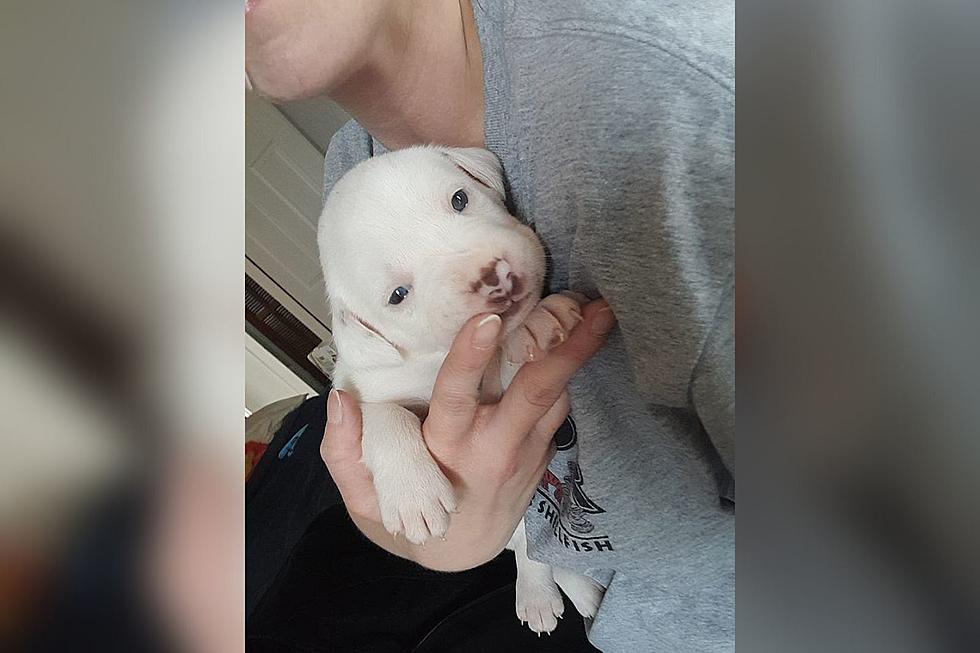 5 Week Old Puppy Missing in Trenton Reunited with Owner [‘PUP’DATE]