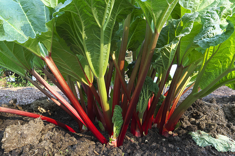 Rhubarb is for Lovers &#8211; 2nd Annual Rhubarb Festival in Perry on June 3