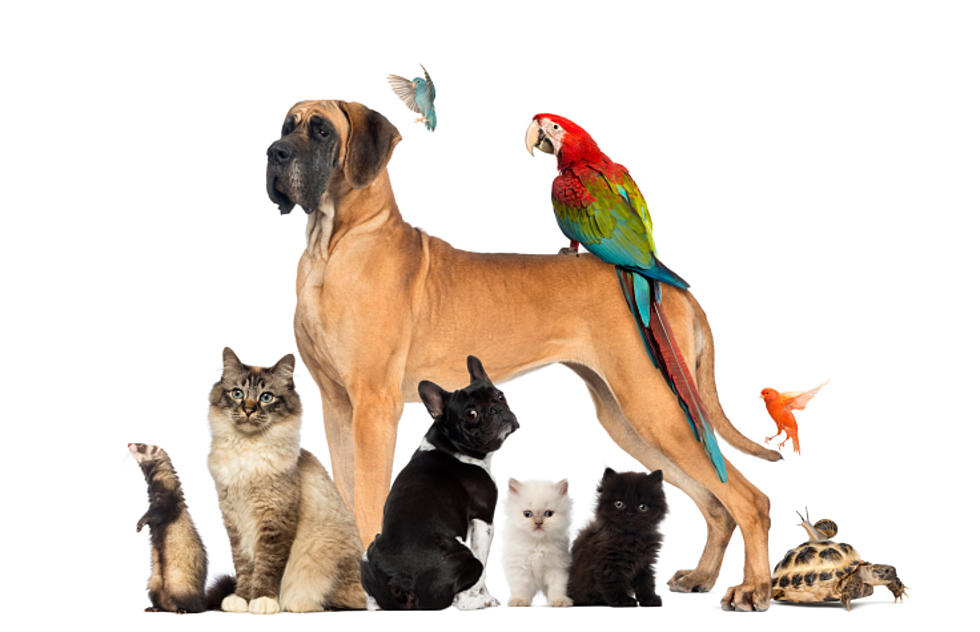Pet Show at the Ellsworth Public Library This Saturday, July 29th