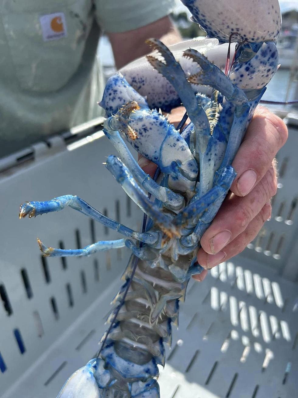 1 in 2 Million Blue Lobster Landed