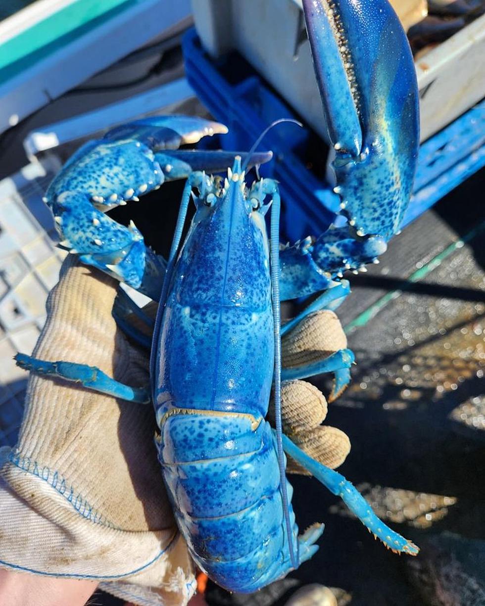 Another 1 in 2 Million Blue Lobster Caught and Released