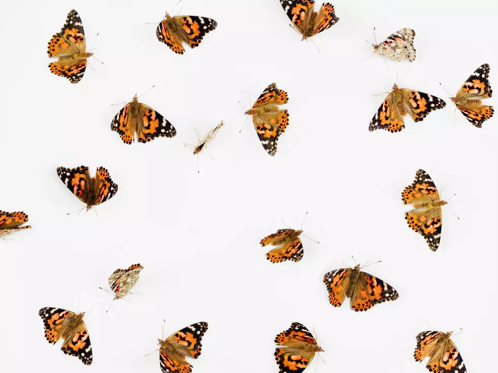 Trenton Butterfly Festival July 18