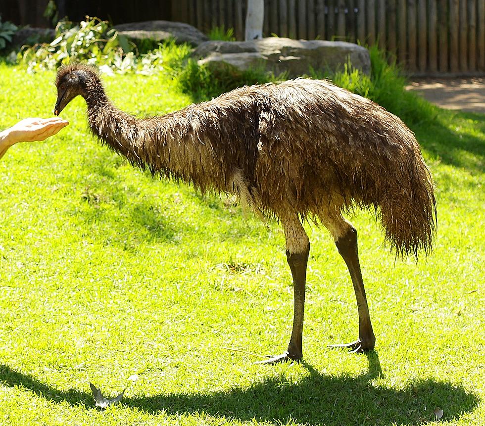 News of the Weird Runner Up: Emu Jogs with Humans