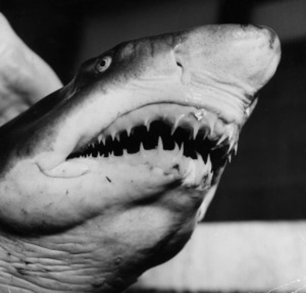 Social Media Sinks It&#8217;s Teeth Into Shark Week Drinking Games
