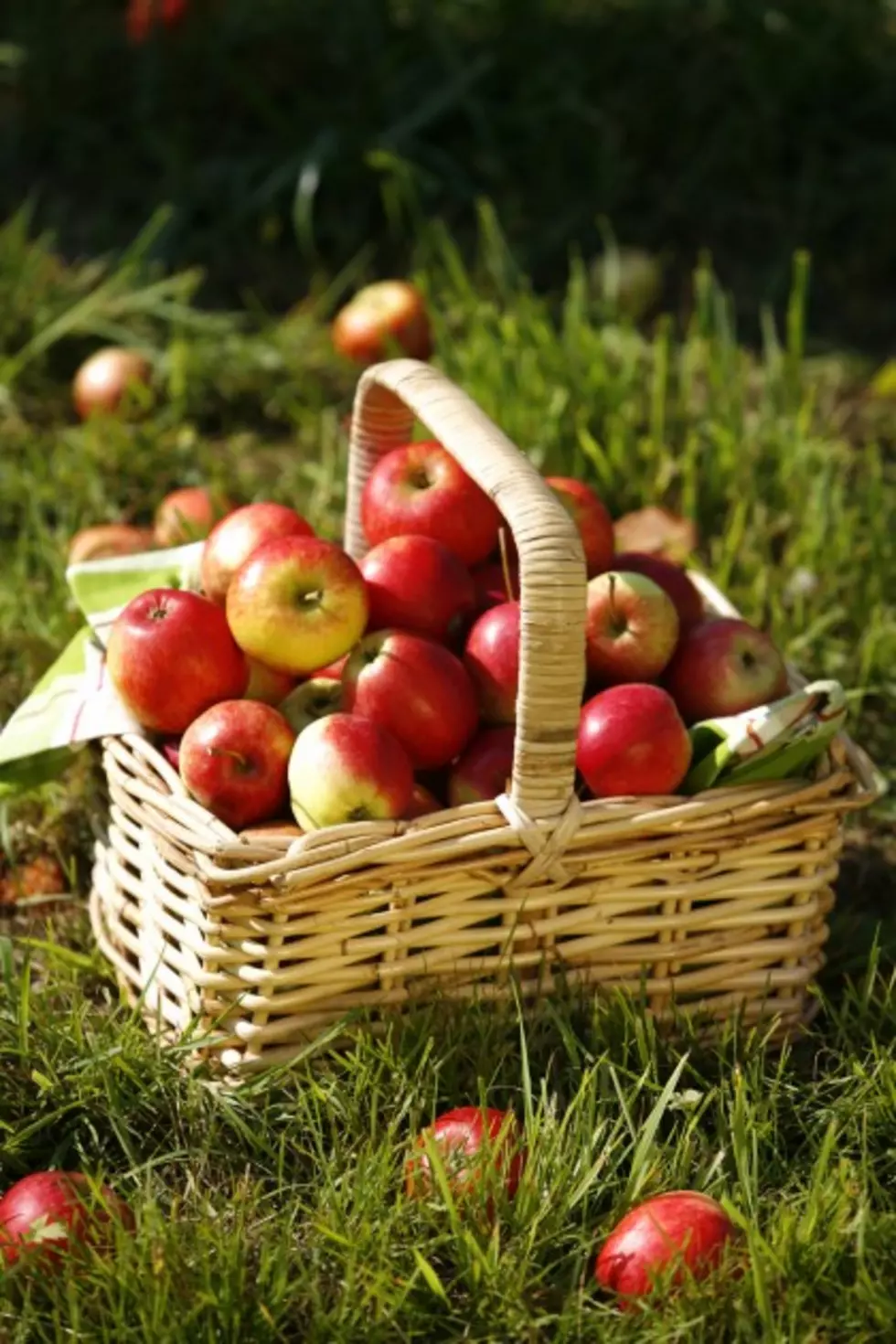 Apple Picking Spots Near Binghamton