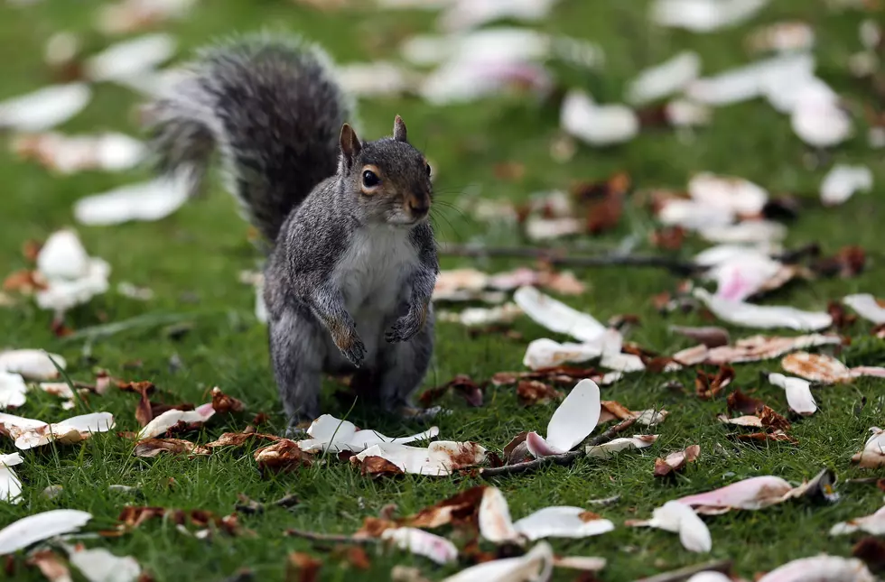 Squirrels Invade 2013 Commercials  [VIDEO]