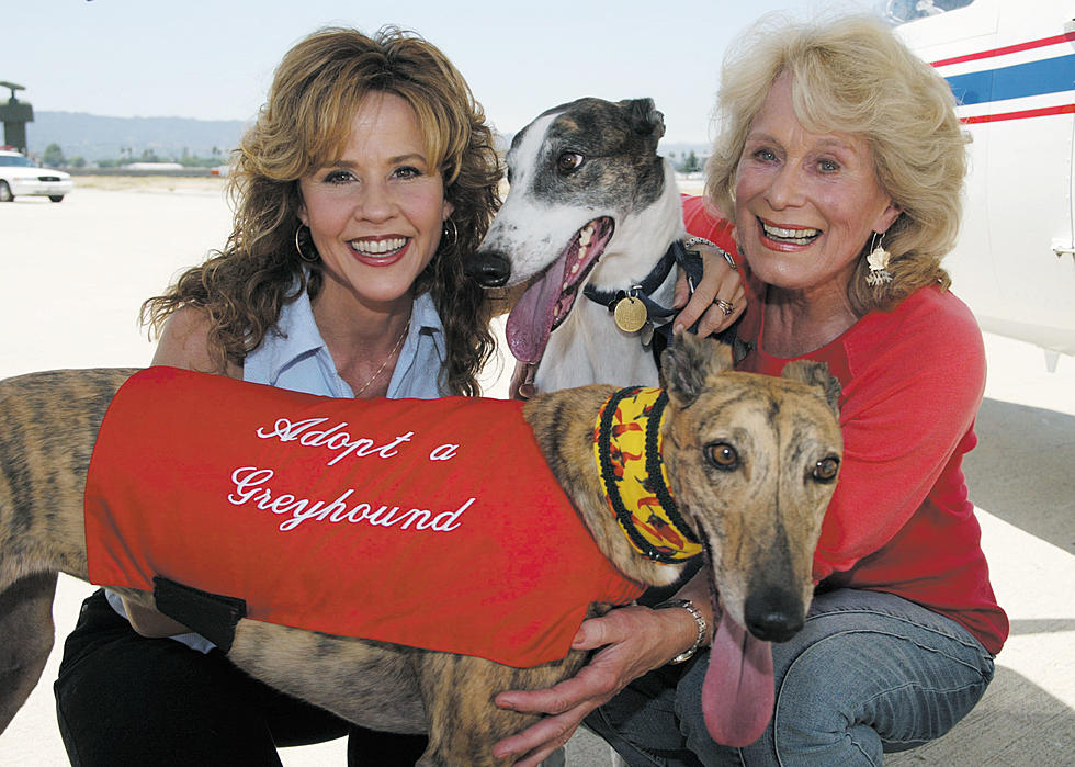 Greyhounds Make Great Companions
