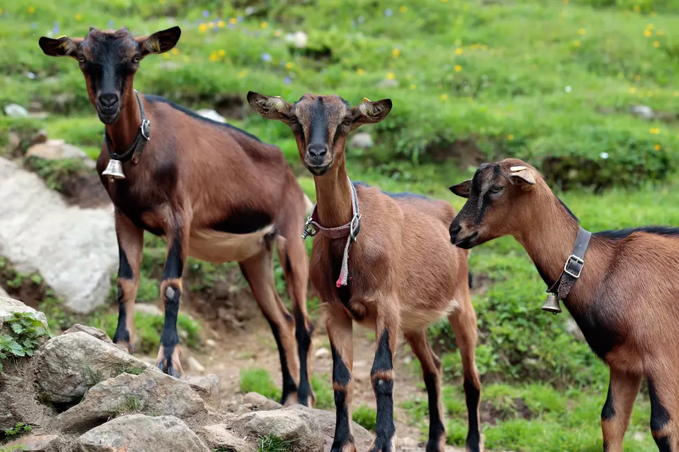 Goats Have Impressive Balance  [VIDEO]