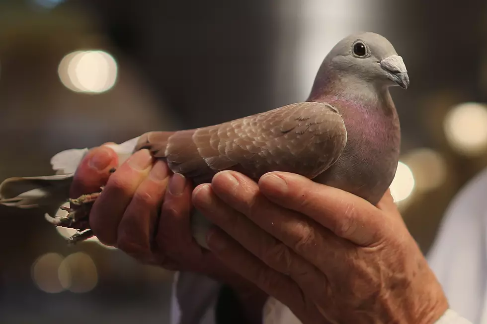 Pigeons Take Over and Destroy College Student&#8217;s Dorm [PHOTOS]