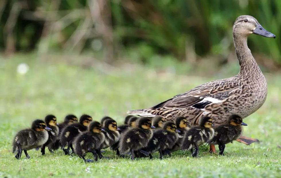 Cute and Mindless Video Of Baby Ducks  [VIDEO]