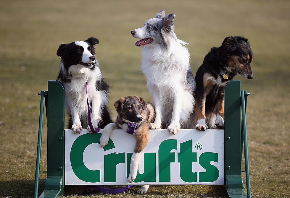 It’s Time For The Annual Hickories Circuit Dog Show