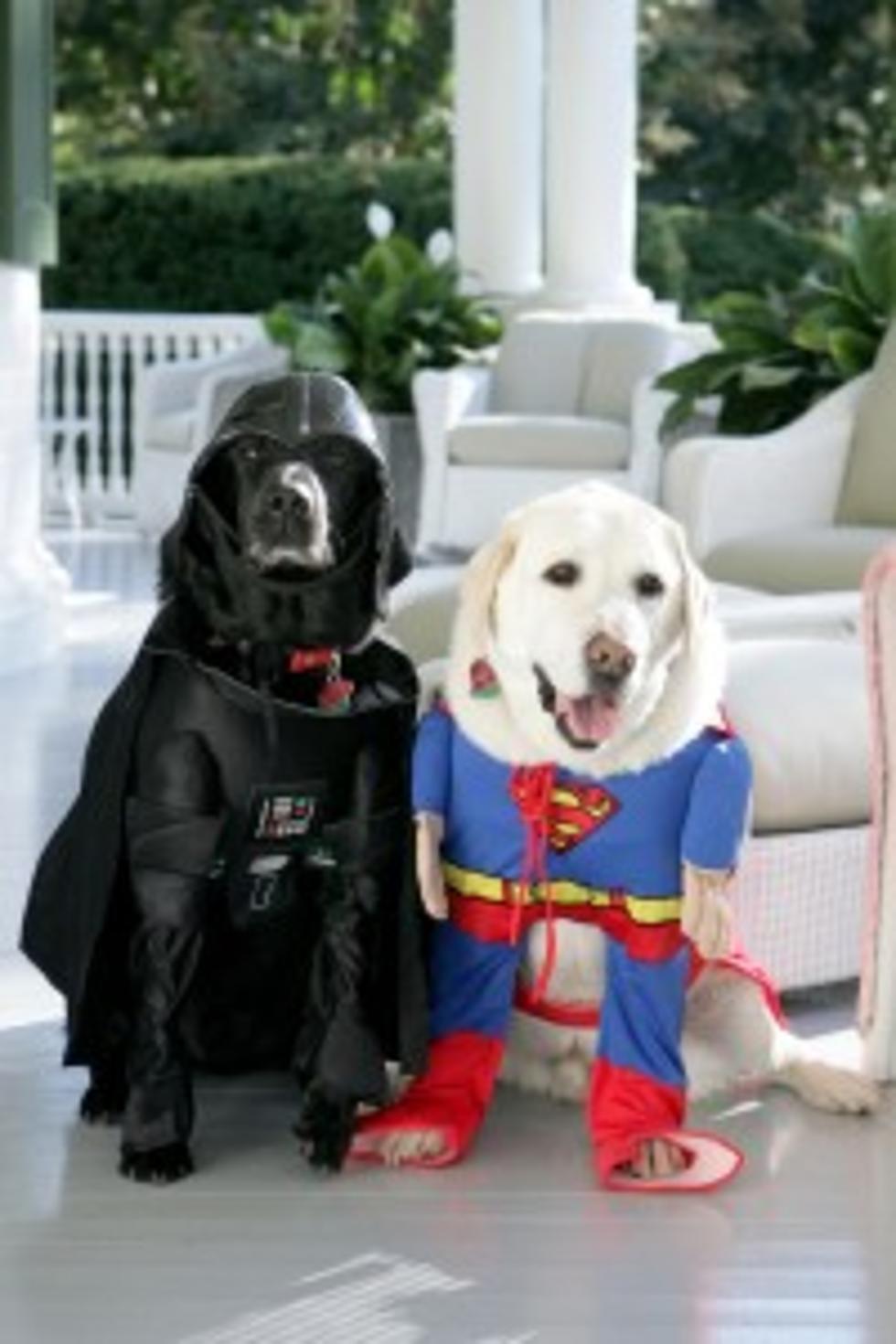 Halloween is for Everyone Even Your Pets