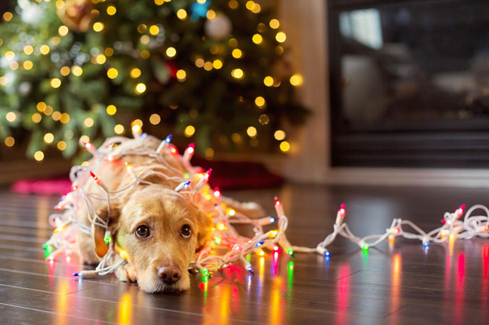 Holiday Pet Hazards to Avoid
