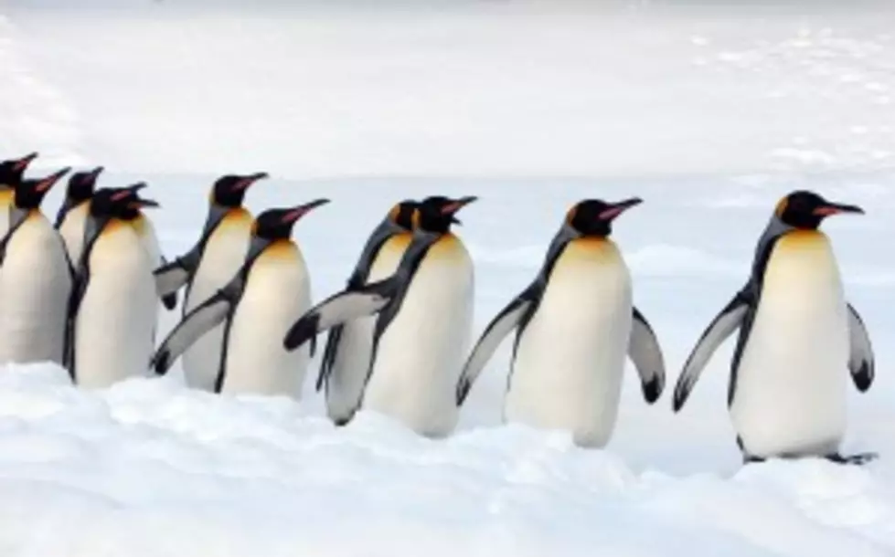 Walk Like A Penguin to Avoid Falling on Ice  [VIDEO]
