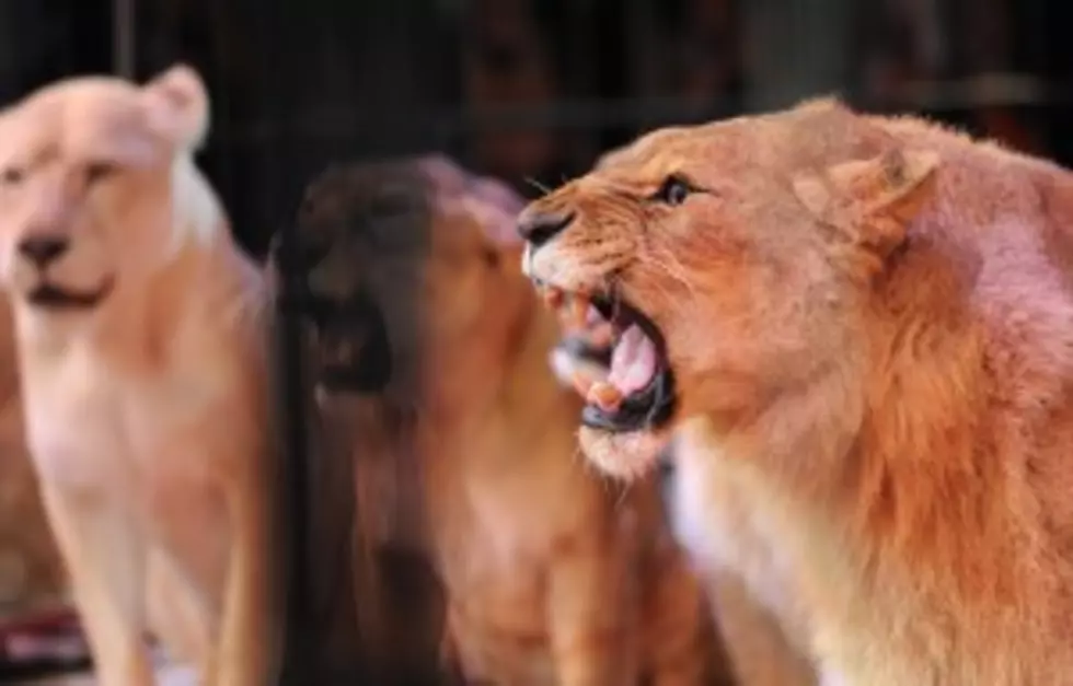 Lion Opens Car Door at Animal Park [VIDEO]