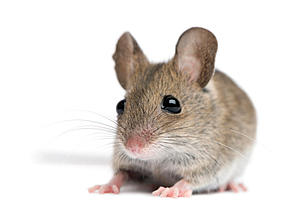 I Do Not Like Mice