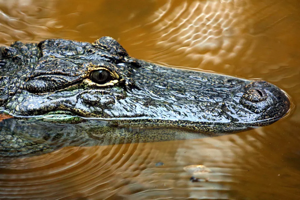 Alligators in Whitney Point