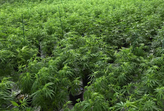 Legalized Recreational Marijuana in New York State?