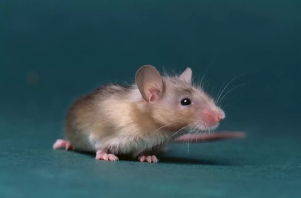 Mouse Tails And How To Keep Them Away