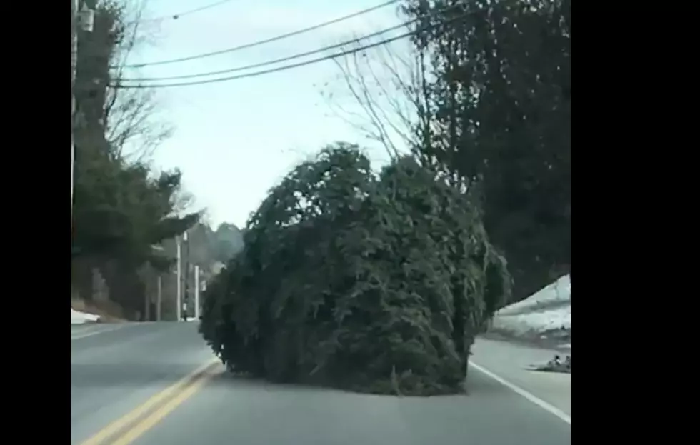 [WATCH] Huge Christmas Tree Dragged Down Street