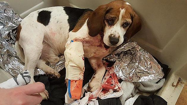UPDATE: Dog Thrown From SUV Has Leg Amputated