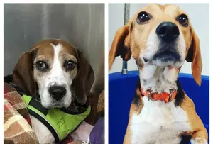 Beagles That Were Thrown From the Suv Will Be Adopted Together