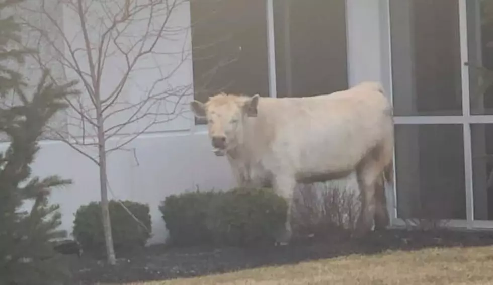 A Cow Went to Chick-Fil-A
