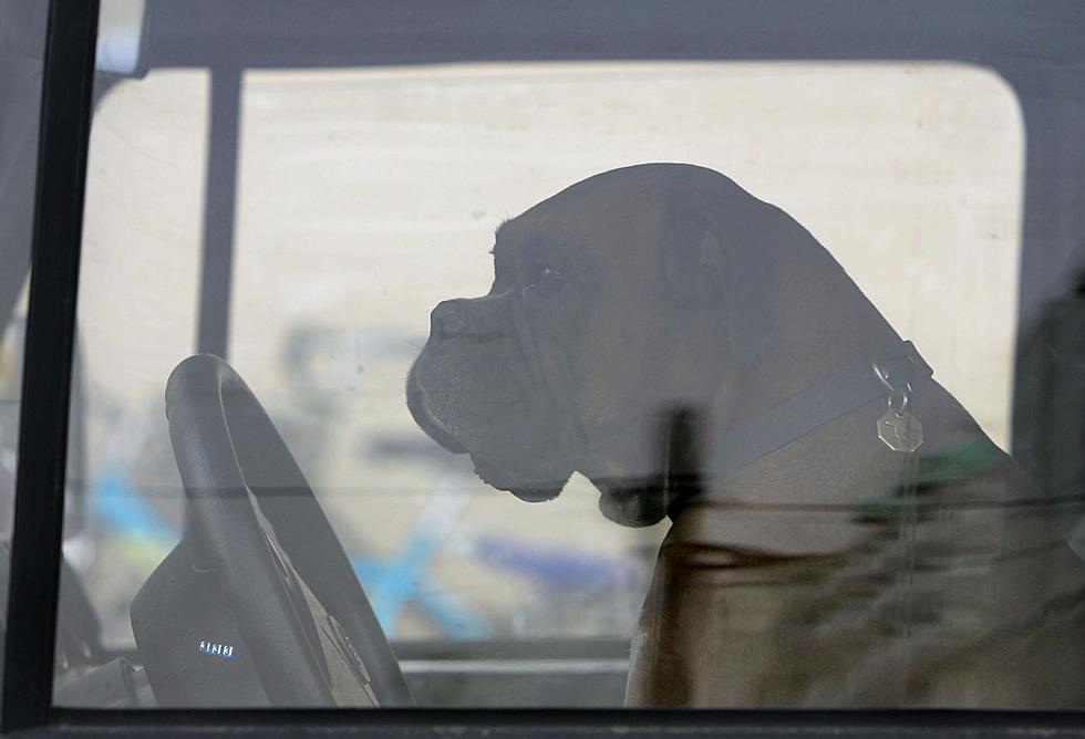 Watch Video of Dog Driving Car in Circles