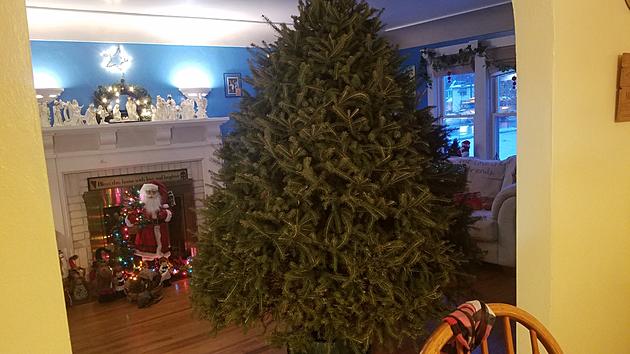What Were We Thinking? Freezone&#8217;s Clark Griswold Size Tree
