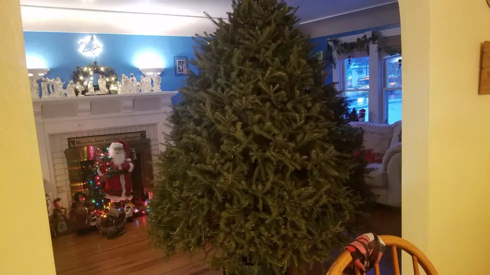 What Were We Thinking? Freezone's Clark Griswold Size Tree 