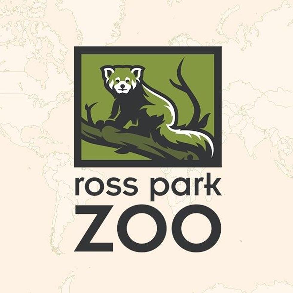 Watch! 1960s Memories Of The Binghamton Ross Park Zoo