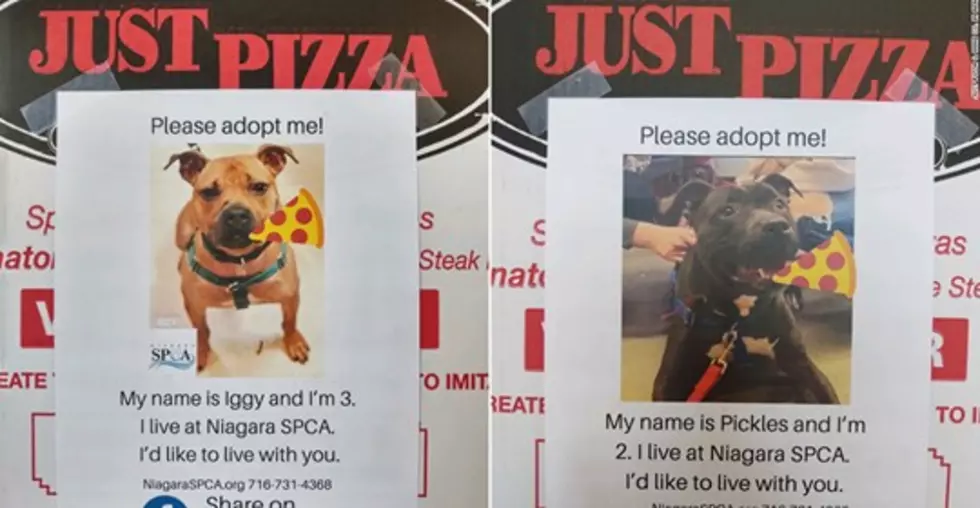Photos of Dogs on Pizza Boxes Could Help Local Animal Shelters