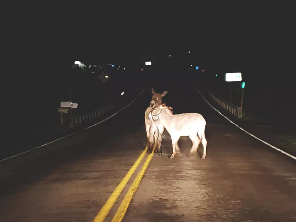 Two Horny Donkeys Blocking Traffic in Binghamton