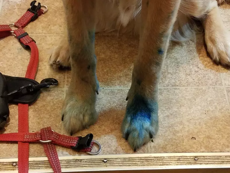 We Had a Blue Dog Waiting for Us When We Got Home From Golf [GALLERY]