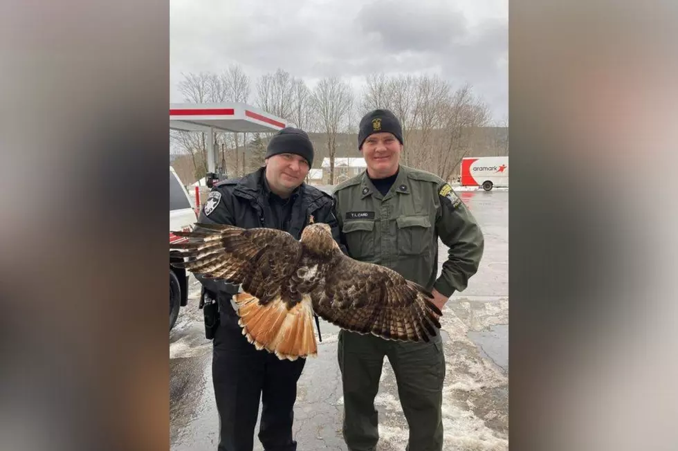 Injured Hawk Rescued On Interstate 88