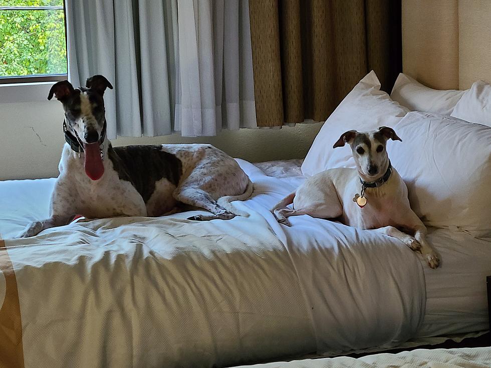 Adopting & Fostering Greyhounds Is An Amazing Adventure