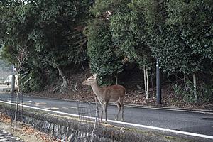 It&#8217;s The Season To Avoid Collisions With Deer