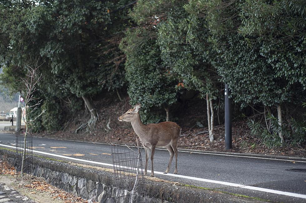 Spike in Car vs. Deer Collisions in Southern Tier Expected to Continue