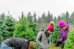 Are Christmas Trees Hard To Find This Year? No &#038; Yes