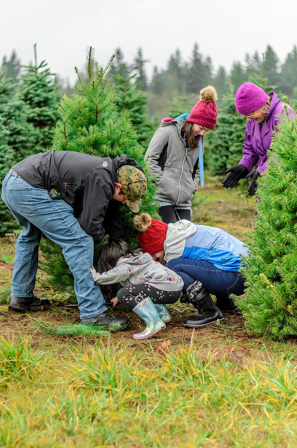 Are Christmas Trees Hard To Find This Year? No & Yes